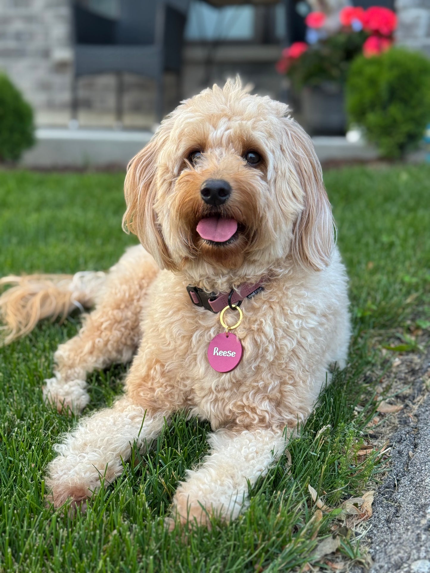 Leather Pet ID Tag (40mm)