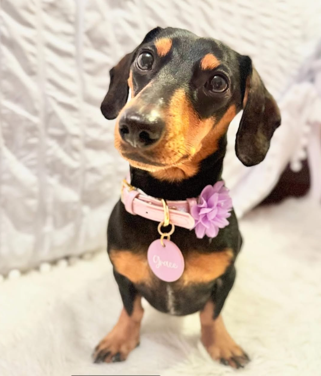 Round Leather Pet Tag (35mm)